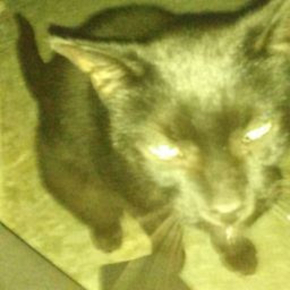 Meet your Posher, Veronyka - Picture 1 of 1